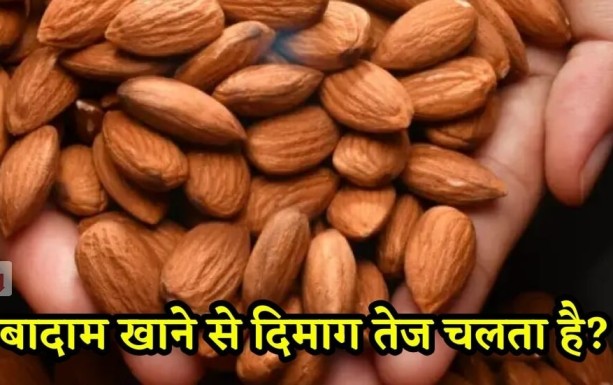 Benefits of Almonds: क्या बादाम खाने से सच में दिमाग तेज होता है? जानें इस पर विज्ञान की राय! Benefits of Almonds